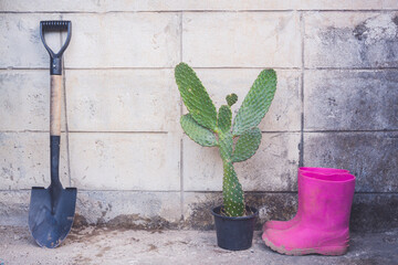 Cactus Plant in Black Pot with Shovel and Pink Rubber Boots Against Concrete Wall Background