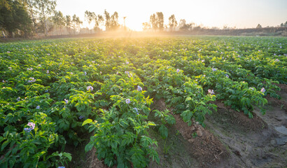 Potato Field with Blooming Plants at Sunrise Showing Sustainable Rural Agriculture