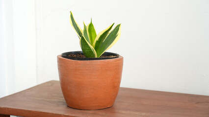 Obraz premium Dwarf snake plant aka sansevieria jade pagoda growing fertilely planted in pot