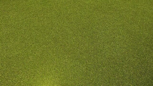 Top Down View of Dense Green Lemna Minor Duckweed Floating on Water