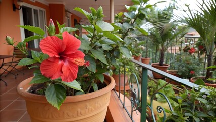 Vibrant red hibiscus flower in a terracotta pot on a balcony
