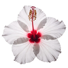Stunning white hibiscus flower with vibrant red center