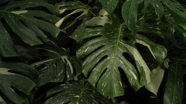 camera slowly moving showing closeup of Monstera variegated leaves, tropical indoor plants, Monstera Thai Constellation, urban jungle, greenhouse vibe, dark green foliage
