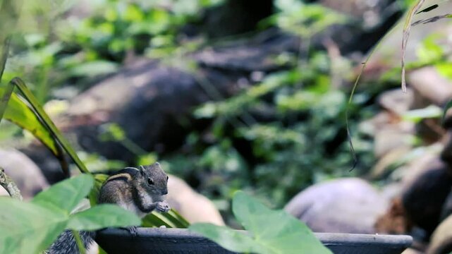 Cute striped palm squirrel eating rice on a feeder in a lush green garden with blurred background