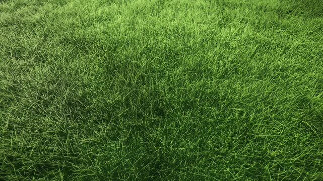 green grass on a sunny day
