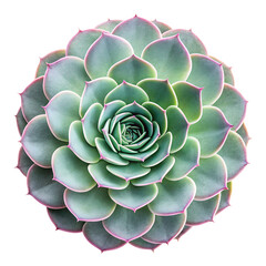 Vibrant succulent plant with pink edges on black background