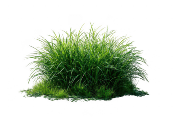 A bunch of green grass on a white background