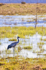 Beautiful Crane standing in a wetland a sunny  spring day