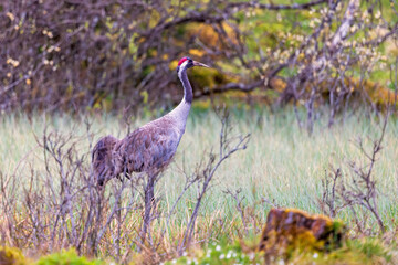 Obraz premium Crane standing in a wet swamp at springtime