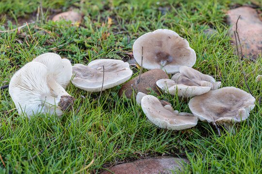 Group of Clitocybe nitrophila mushrooms in the meadow.