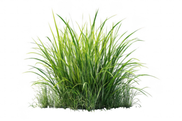A bunch of green grass on a white background
