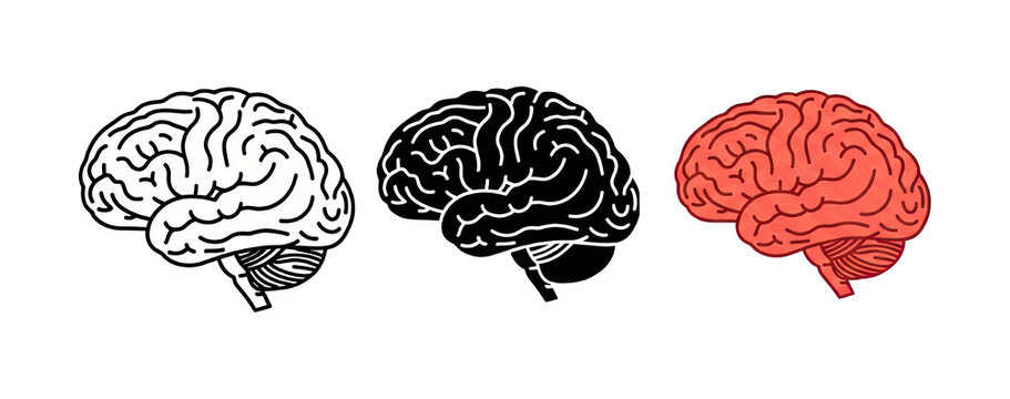 Human Brain Anatomy Three Representations Including Outline and Coral Color