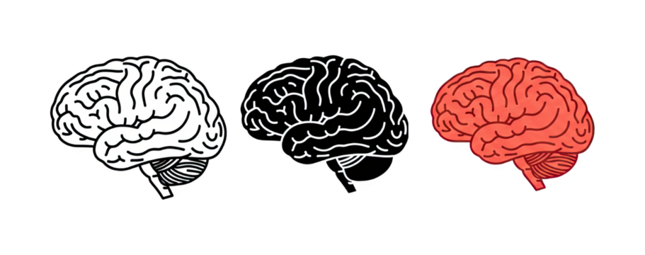Human Brain Anatomy Three Representations Including Outline and Coral Color - Powered by Adobe