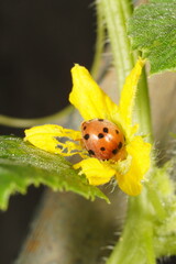 An orange ladybug with black spots enjoying a yellow melon flower. Photographed from close up.