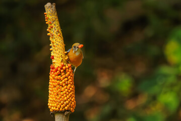 Orange Headed Thrush with beautiful background holding corn with its beak. One of the most beautiful pic which could be best for your living room. This picture was clicked at Dandeli, Karnataka, India