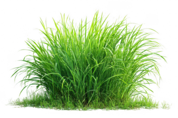 A bunch of green grass on a white background