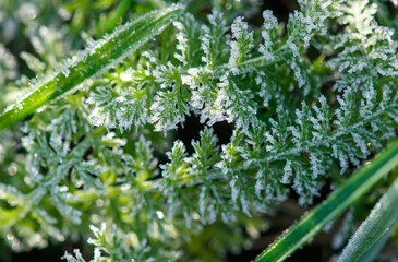 A plant covered in frost