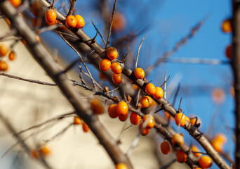 A branch with numerous orange sea buckthorn berries. The berries are small and round