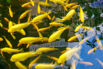 A group of yellow fish swimming in a pond