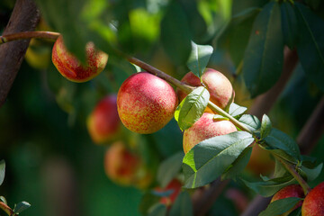 A tree with many red apples hanging from it