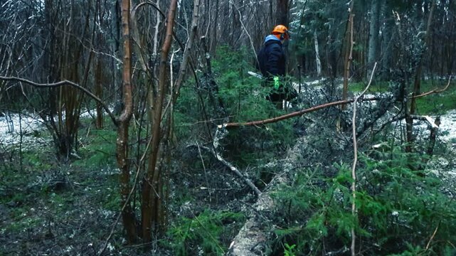 Worker in safety gear cuts a fallen tree with a chainsaw in a snowy winter forest, showing forestry labor, land management and wood clearing activity.