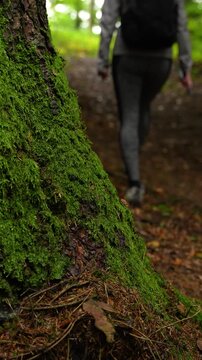Moss-covered tree captured in vertical format during a nature walk in Slovenia
