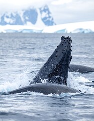 Large whales breaching the ocean's surface with mountain backdrop