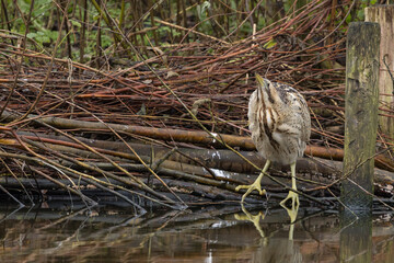 The Eurasian bittern or great bittern (Botaurus stellaris) is a wading bird in the bittern subfamily (Botaurinae) of the heron family Ardeidae.