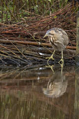 The Eurasian bittern or great bittern (Botaurus stellaris) is a wading bird in the bittern subfamily (Botaurinae) of the heron family Ardeidae.