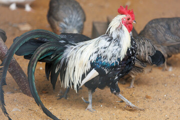 A rooster with a white and black head walks on the ground