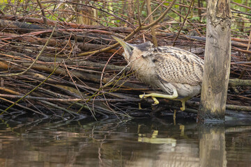 The Eurasian bittern or great bittern (Botaurus stellaris) is a wading bird in the bittern subfamily (Botaurinae) of the heron family Ardeidae.