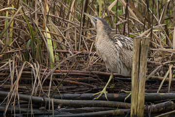 The Eurasian bittern or great bittern (Botaurus stellaris) is a wading bird in the bittern subfamily (Botaurinae) of the heron family Ardeidae.