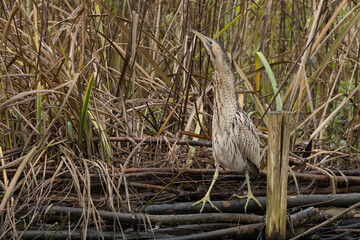 The Eurasian bittern or great bittern (Botaurus stellaris) is a wading bird in the bittern subfamily (Botaurinae) of the heron family Ardeidae.