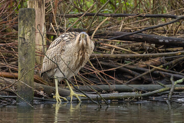 The Eurasian bittern or great bittern (Botaurus stellaris) is a wading bird in the bittern subfamily (Botaurinae) of the heron family Ardeidae.