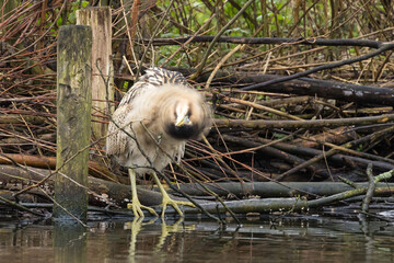The Eurasian bittern or great bittern (Botaurus stellaris) is a wading bird in the bittern subfamily (Botaurinae) of the heron family Ardeidae.