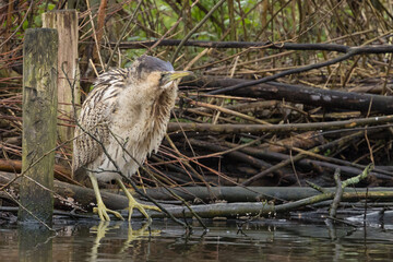 The Eurasian bittern or great bittern (Botaurus stellaris) is a wading bird in the bittern subfamily (Botaurinae) of the heron family Ardeidae.