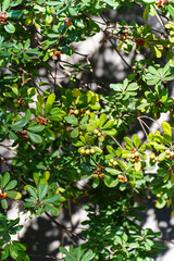 トベラの実・japanese tobira