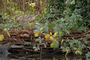 The Eurasian bittern or great bittern (Botaurus stellaris) is a wading bird in the bittern subfamily (Botaurinae) of the heron family Ardeidae.