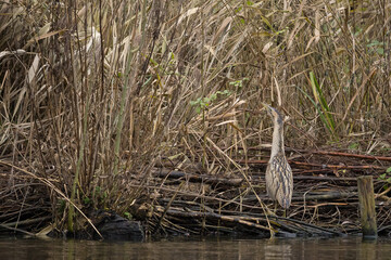 The Eurasian bittern or great bittern (Botaurus stellaris) is a wading bird in the bittern subfamily (Botaurinae) of the heron family Ardeidae.