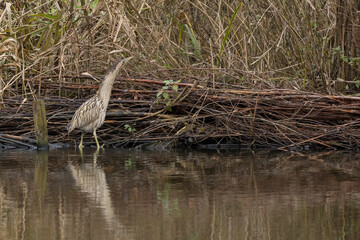 The Eurasian bittern or great bittern (Botaurus stellaris) is a wading bird in the bittern subfamily (Botaurinae) of the heron family Ardeidae.