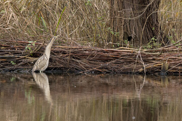 The Eurasian bittern or great bittern (Botaurus stellaris) is a wading bird in the bittern subfamily (Botaurinae) of the heron family Ardeidae.