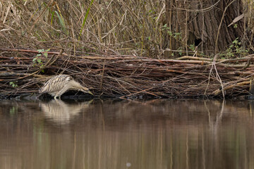 The Eurasian bittern or great bittern (Botaurus stellaris) is a wading bird in the bittern subfamily (Botaurinae) of the heron family Ardeidae.