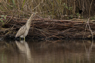 The Eurasian bittern or great bittern (Botaurus stellaris) is a wading bird in the bittern subfamily (Botaurinae) of the heron family Ardeidae.