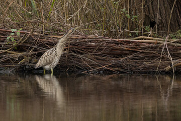 The Eurasian bittern or great bittern (Botaurus stellaris) is a wading bird in the bittern subfamily (Botaurinae) of the heron family Ardeidae.