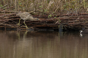 The Eurasian bittern or great bittern (Botaurus stellaris) is a wading bird in the bittern subfamily (Botaurinae) of the heron family Ardeidae.