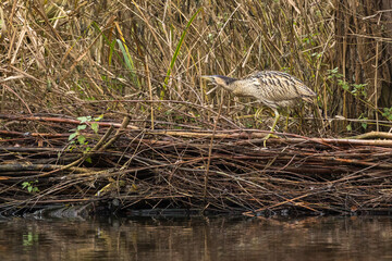 The Eurasian bittern or great bittern (Botaurus stellaris) is a wading bird in the bittern subfamily (Botaurinae) of the heron family Ardeidae.