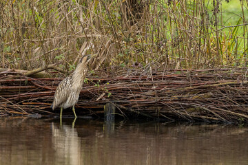 The Eurasian bittern or great bittern (Botaurus stellaris) is a wading bird in the bittern subfamily (Botaurinae) of the heron family Ardeidae.