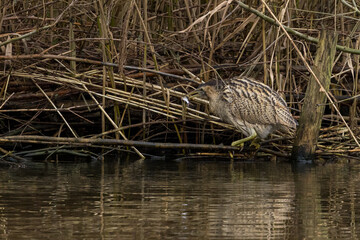 The Eurasian bittern or great bittern (Botaurus stellaris) is a wading bird in the bittern subfamily (Botaurinae) of the heron family Ardeidae.