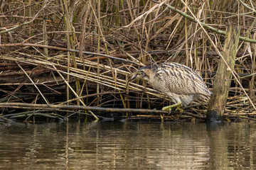 The Eurasian bittern or great bittern (Botaurus stellaris) is a wading bird in the bittern subfamily (Botaurinae) of the heron family Ardeidae.