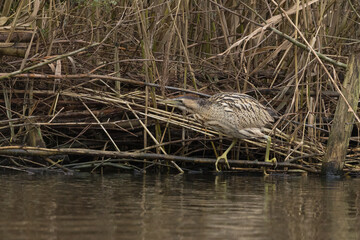 The Eurasian bittern or great bittern (Botaurus stellaris) is a wading bird in the bittern subfamily (Botaurinae) of the heron family Ardeidae.